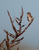 Whitethroat_singing_1000