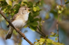 Willow_Warbler_singing_1200