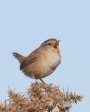 A wren sings at dawn