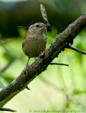 Wren_cranefly_800