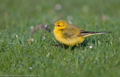 YellowWag_1200