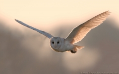 barnOwl_eyecontact_1200