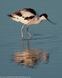 Avocet