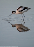 Avocet reflection