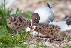 Black Headed Gull feeding chicks