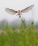 Hovering Barn Owl