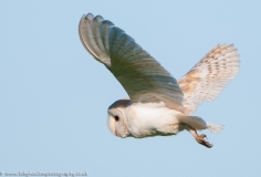 Barn Owl flypast