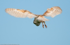 Barn Owl hunting