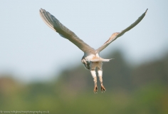 Barn Owl showing talons