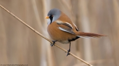 Bearded Tit Male