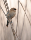 Bearded Tit juvenile