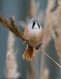 Bearded Tit eating seed