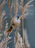 Bearded Tit perched in reedbed