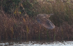 Bittern takeoff