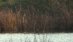 Bittern hidden in reedbed