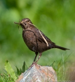 Blackbird with nest material