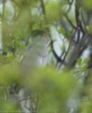 Singing Blackcap