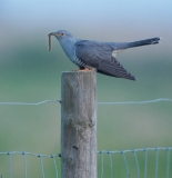 Cuckoo with caterpillar