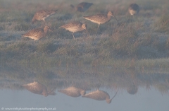 Curlews in the mist
