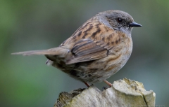 Dunnock close up