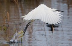 Little Egret Takeoff