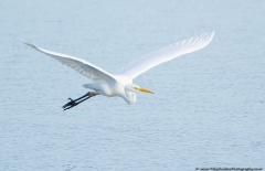 Great White Egret in flight