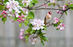 Goldfinch in apple blossom