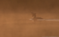 Grebe in the mist