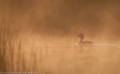 Grebe in the mist