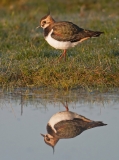 Lapwing reflection