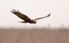 Marsh Harrier flypast