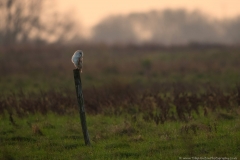 Perched Barn Owl