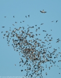 Peregrine attacking starling flock