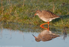 Redshank Reflection