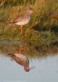 Redshank portrait