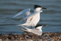 Sandwich Tern pair