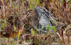 Snipe stretching