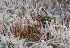 Snipe  in frozen grass