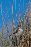 Snow Bunting in dune grasses