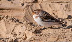 Snow Bunting