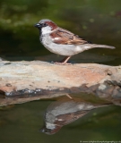 House Sparrow reflection