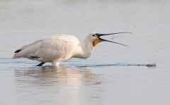 Spoonbill feeding