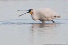 Spoonbill with fish
