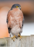 Sparrowhawk male