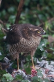 Female Sparrowhawk feeding on pigeon