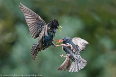 Starling fight