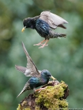 Starlings squabbling