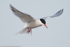 Tern in flight