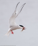 Tern with mullet