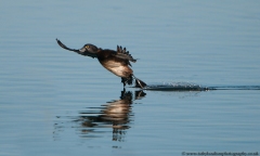 Tufted Duck landing